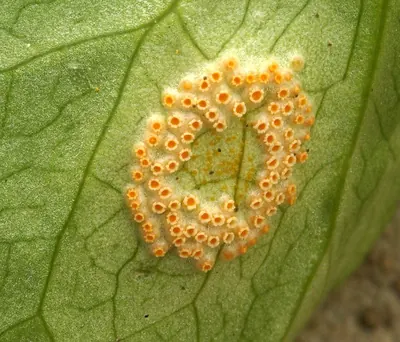 Puccinia sessilis