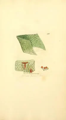 Puccinia porri