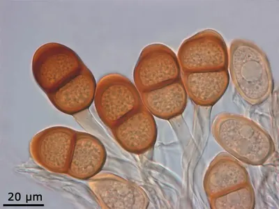 Puccinia asparagi