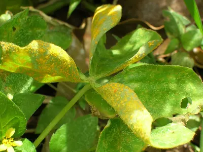 Puccinia oxalidis