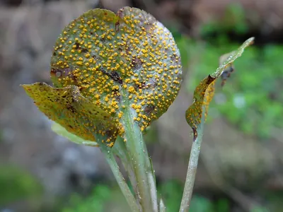 Puccinia violae