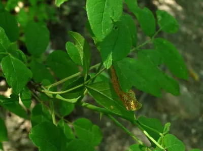 Puccinia andropogonis