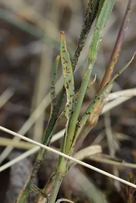 Uromyces dianthi