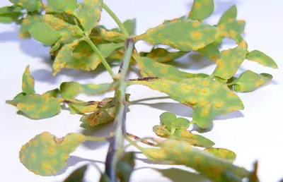 Uromyces pisi-sativi