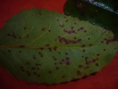 Cumminsiella mirabilissima