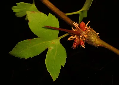 Gymnosporangium clavipes