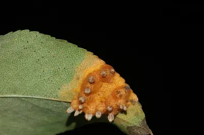 Gymnosporangium sabinae
