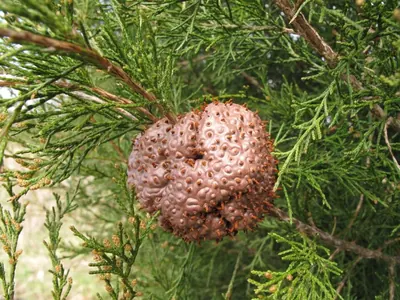Gymnosporangium juniperi-virginianae