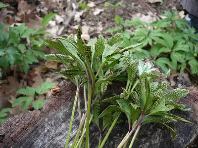 Tranzschelia discolor