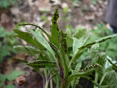 Tranzschelia pruni-spinosae