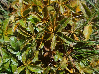 Phragmidium potentillae