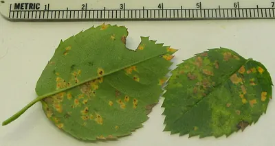 Phragmidium tuberculatum