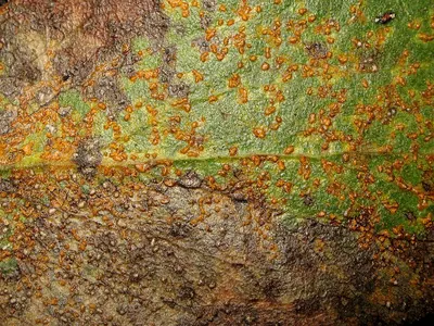 Pucciniastrum sparsum