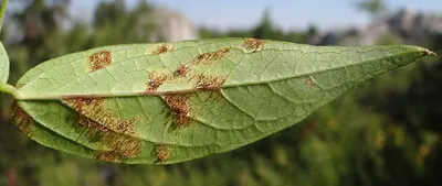 Cronartium pini