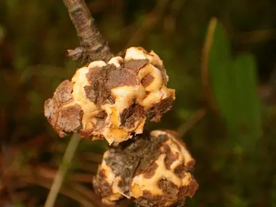 Cronartium quercuum
