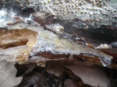 Hyphodontia quercina