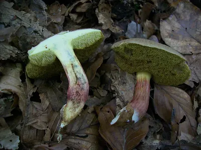 Xerocomellus chrysenteron