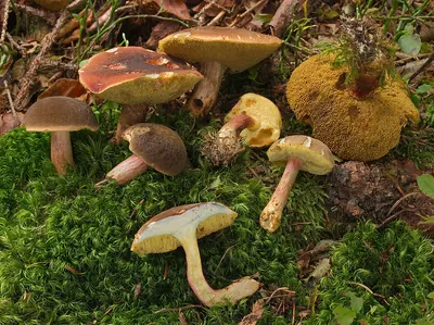 Xerocomellus pruinatus