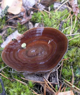 Coltricia perennis