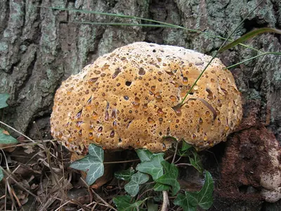 Pseudoinonotus dryadeus