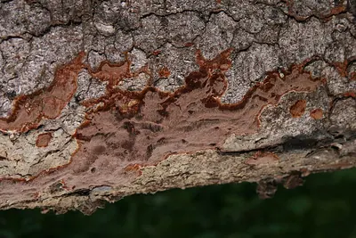 Phellinidium ferrugineofuscum