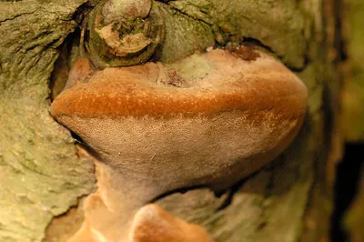 Phellinus tuberculosus