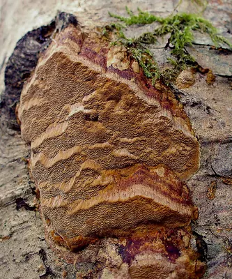 Fuscoporia ferruginosa