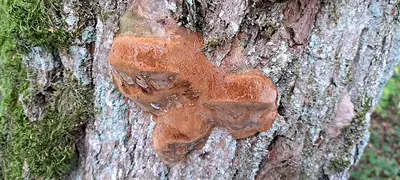 Fomitiporia robusta