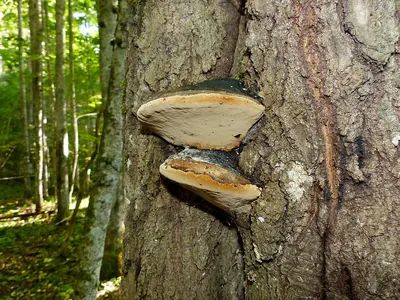 Phellinus populicola