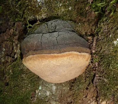 Phellinus igniarius