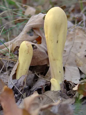 Clavariadelphus pistillaris