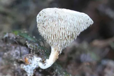 Beenakia dacostae