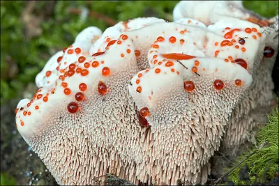 Mealy tooth