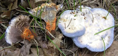 Hydnellum caeruleum