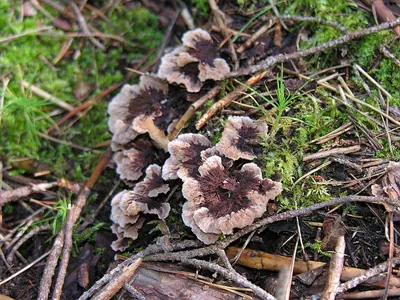 Thelephora terrestris