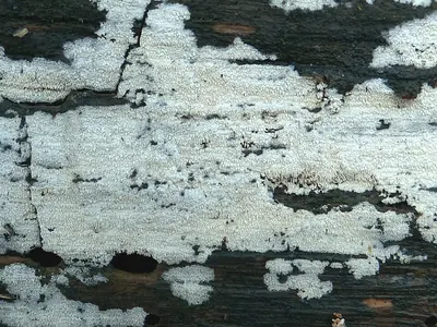 Trechispora farinacea