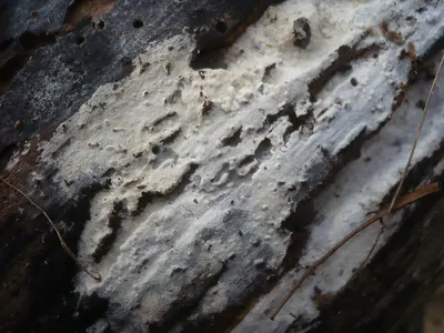 Subulicystidium longisporum