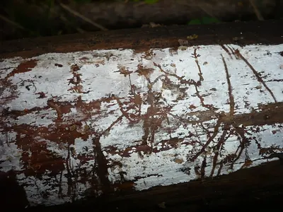Peniophorella praetermissa