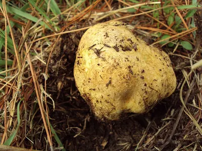 Rhizopogon occidentalis