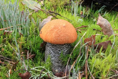 Leccinum versipelle