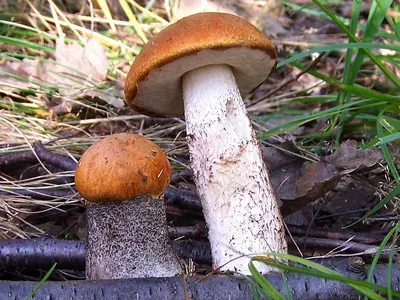 Leccinum aurantiacum