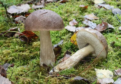 Leccinum cyaneobasileucum