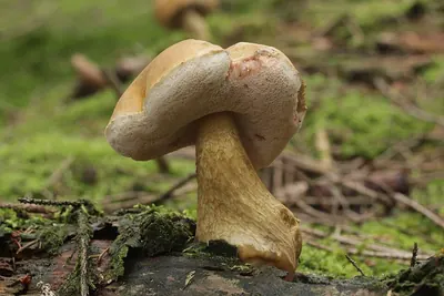 Tylopilus felleus