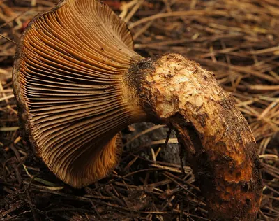Chroogomphus pseudovinicolor