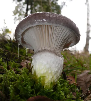 Gomphidius glutinosus