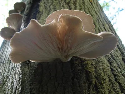 Oyster mushroom