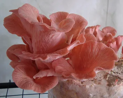 Pleurotus djamor