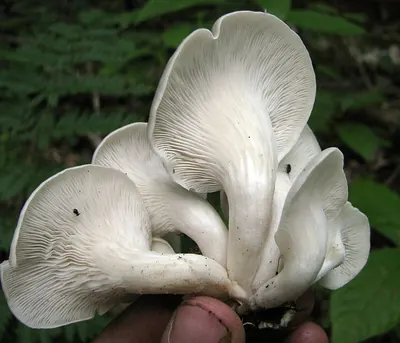 Pleurotus cornucopiae