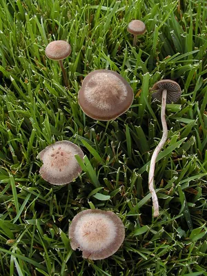Panaeolina foenisecii
