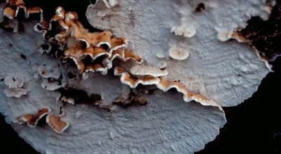 Plicatura nivea
